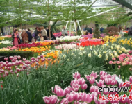 賞花：室內百花園開園了！嵖岈山溫泉小鎮是一個一年有花香的旅游休閑的好地方,郁金香,薰衣草,梅園,葵花園,百合花香園,花開在春夏秋冬,目前室內郁金香正在開園,吸引了大批游客,郁金香花開爭艷,游客流連忘返,在寒冷的冬天,看到如此鮮艷的郁金香鮮花綻放,在中原尚屬首家.門票咨詢0396-4999999/4999906