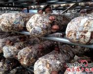 泌陽縣華泉農業開發有限公司位于泌陽縣羊冊鎮，該公司正是在泌陽縣當地黨委政府的幫助下，建立起來的標準化香菇種植基地，該基地共有10余個香菇標準化生產大棚，該棚采用自動化控溫，自動化管理，效益也是普通香菇種植大棚的2-3倍。