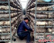 近年來，泌陽縣努力把食用菌產業打造成生態、健康的產業，并做大做強，引領農民增收，農業增效。為進一步發展食用菌產業，提高土地利用率和整體種植效益，泌陽縣鼓勵引導種植戶在生產上標準化，在栽培上基地化，在設施上現代化，并積極幫助種植戶、種植大戶、食用菌種植合作社協調土地、資金、技術等發展壯大食用菌產業。