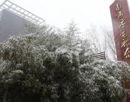 路邊的樹木，不一會就堆滿了雪花。這個冬天的雪景，哪能少了它們的點綴？