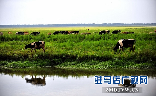 宿鴨湖濕地草原風光.jpeg