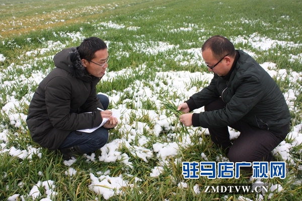 正陽縣氣象局農氣技術人員在熊寨鎮王大塘村開展大田調查.JPG