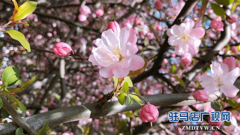 春風拂面時,賞花好時節!攝影/末月