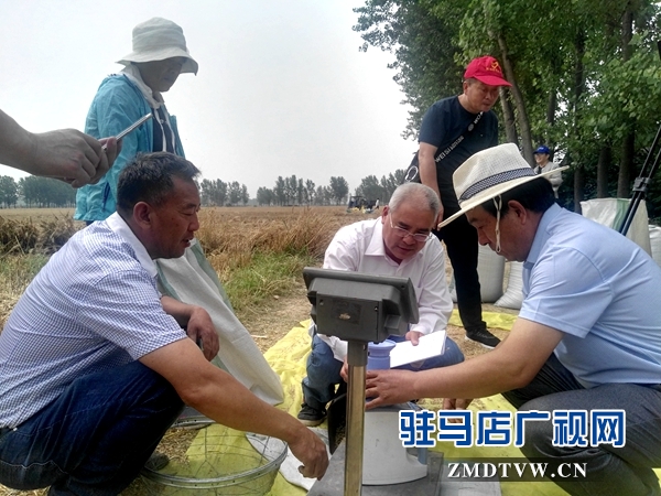 市農業專家對部分麥塊進行實打驗收 
