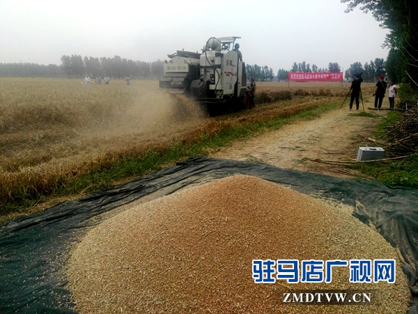 市農業專家對部分麥塊進行實打驗收 