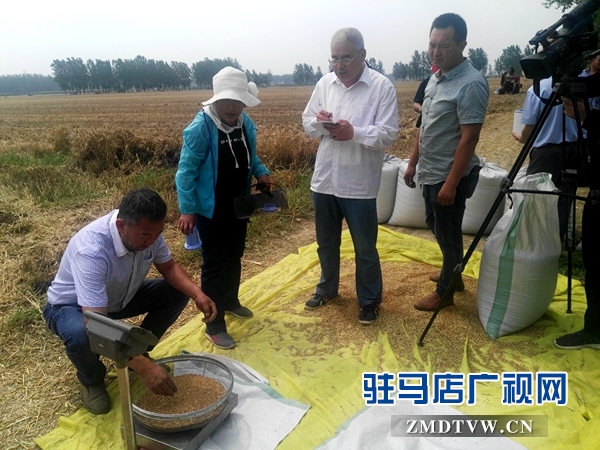 市農業專家對部分麥塊進行實打驗收 