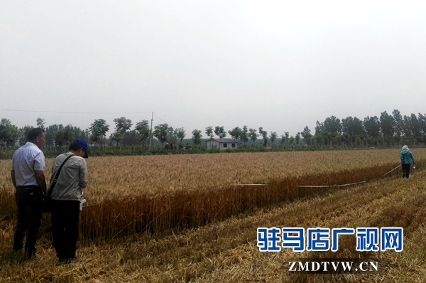 市農業專家對部分麥塊進行實打驗收 