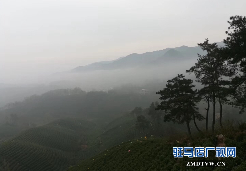 整個茶山林木蒼郁、云霧籠罩