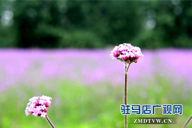 七彩百合與紫海香草在嵖岈山溫泉小鎮甜蜜邂逅