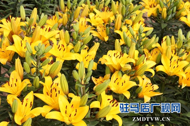 七彩百合與紫海香草在嵖岈山溫泉小鎮甜蜜邂逅