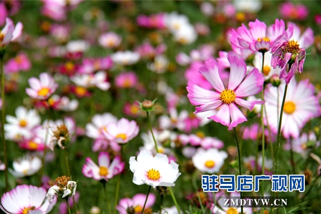 七彩百合與紫海香草在嵖岈山溫泉小鎮甜蜜邂逅