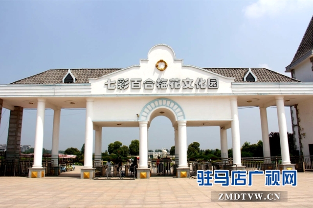 七彩百合與紫海香草在嵖岈山溫泉小鎮甜蜜邂逅