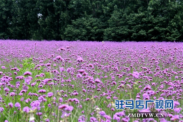 七彩百合與紫海香草在嵖岈山溫泉小鎮甜蜜邂逅