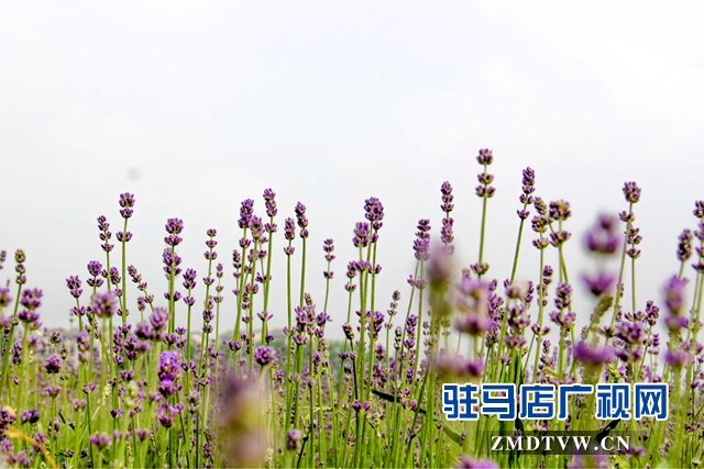 七彩百合與紫海香草在嵖岈山溫泉小鎮甜蜜邂逅