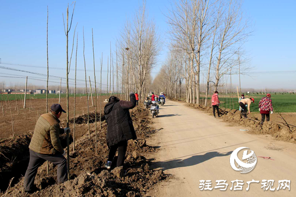 上蔡縣百尺鄉搶時機忙植樹  防疫造林兩不誤