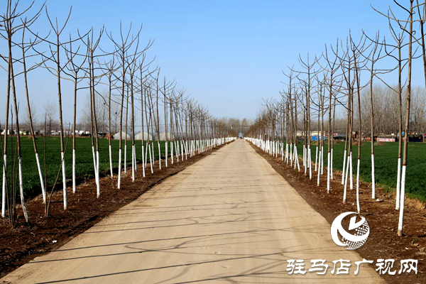 上蔡縣百尺鄉搶時機忙植樹  防疫造林兩不誤
