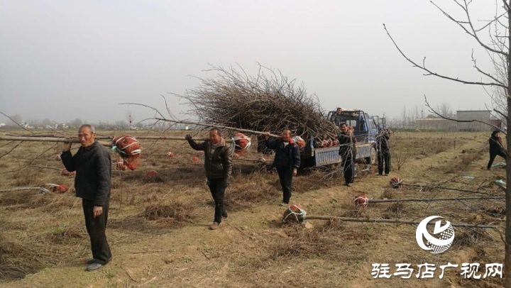 駐馬店銘德實業植樹造綠助力驛城區諸市鎮脫貧攻堅