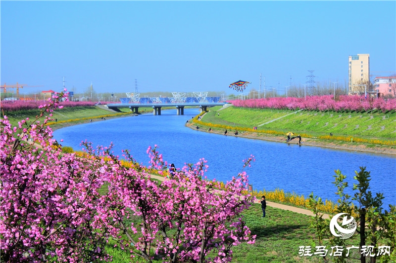 兩岸綠樹成萌，堤岸海棠飄香