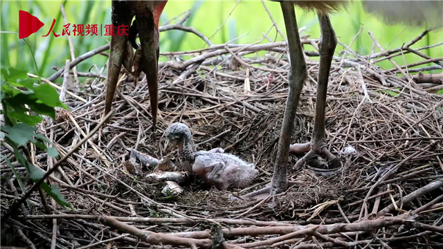 母親節，看動物老母親如何反芻哺育幼崽