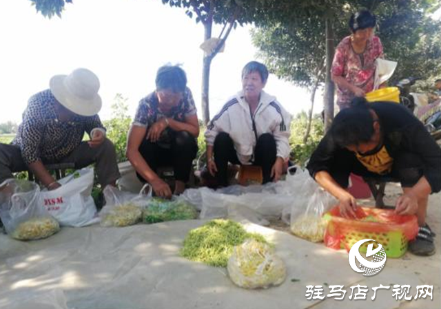 西平縣五溝營鎮：金銀花種植助推脫貧攻堅