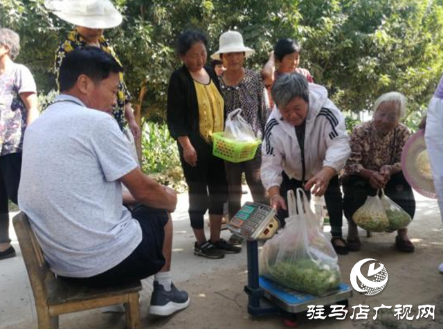 西平縣五溝營鎮：金銀花種植助推脫貧攻堅