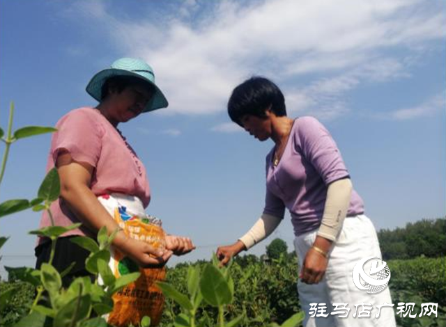 西平縣五溝營鎮：金銀花種植助推脫貧攻堅