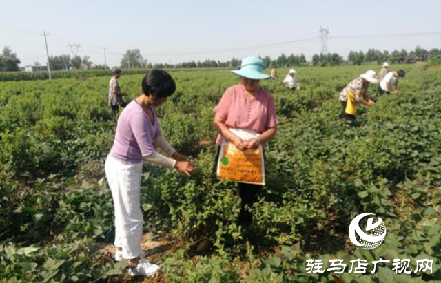 西平縣五溝營鎮：金銀花種植助推脫貧攻堅