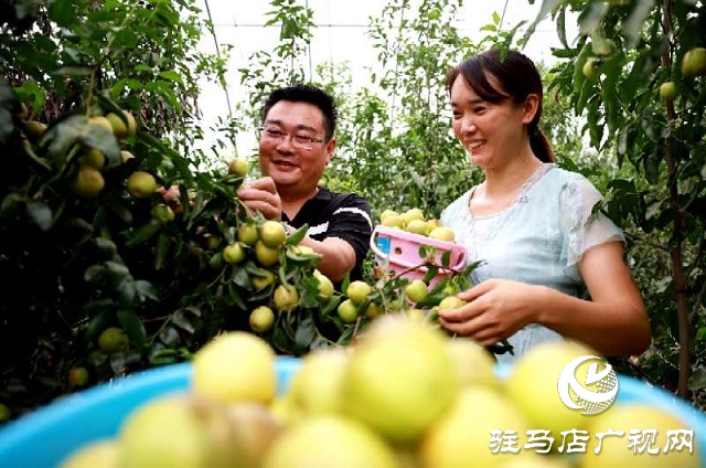 河南駐馬店驛城區：冬棗甜出幸福生活