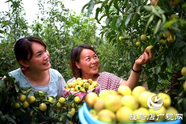 河南駐馬店驛城區：冬棗甜出幸福生活