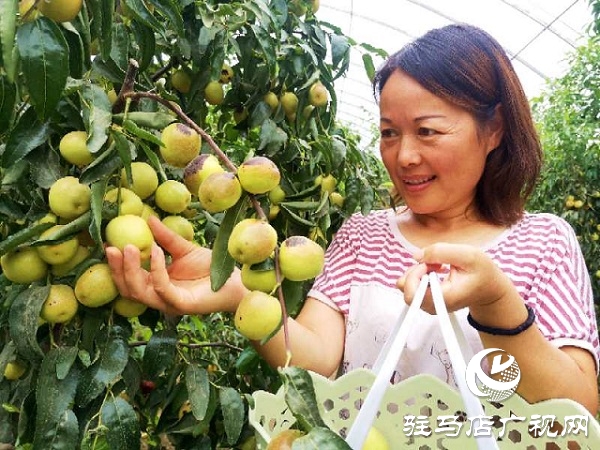 河南駐馬店驛城區：冬棗甜出幸福生活
