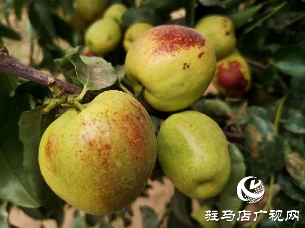 河南駐馬店驛城區：冬棗甜出幸福生活