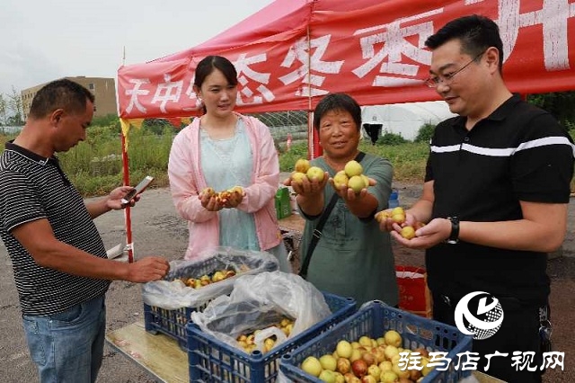 河南駐馬店驛城區：冬棗甜出幸福生活