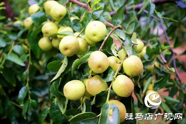 河南駐馬店驛城區：冬棗甜出幸福生活