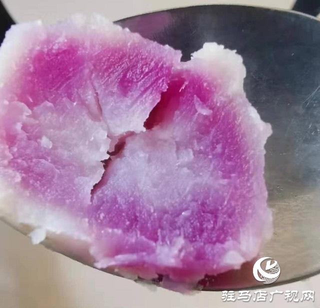 汝南縣板店鄉：“土專家”引進“洋品種”