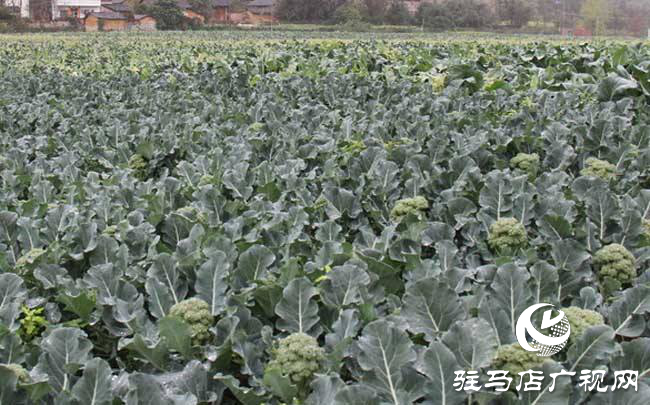 攜手北沃 見證豐收 ——北沃高鈣肥再顯神威，表現驚艷眾人！
