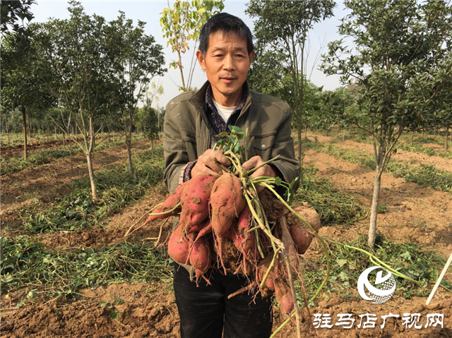 攜手北沃 見證豐收 ——北沃高鈣肥再顯神威，表現驚艷眾人！
