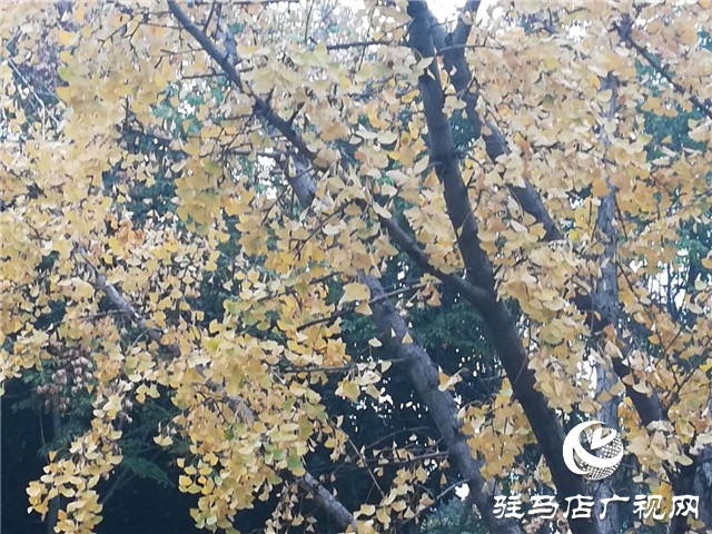 銀杏黃葉飄 賞景好時節