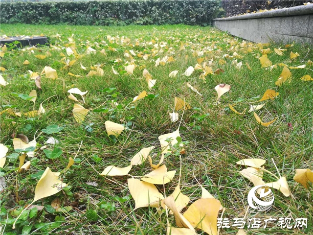 銀杏黃葉飄 賞景好時節