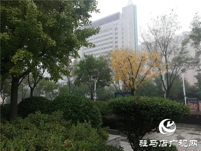 銀杏黃葉飄 賞景好時節