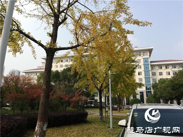 銀杏黃葉飄 賞景好時節