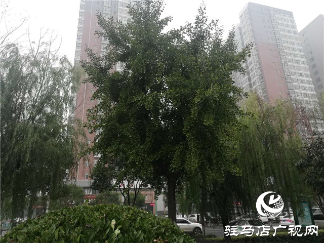 銀杏黃葉飄 賞景好時節