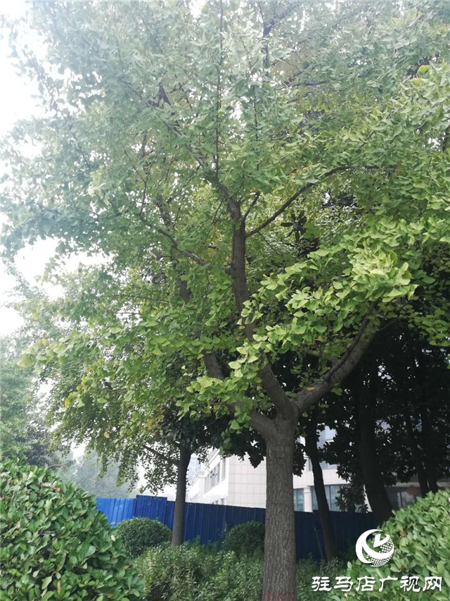 銀杏黃葉飄 賞景好時節