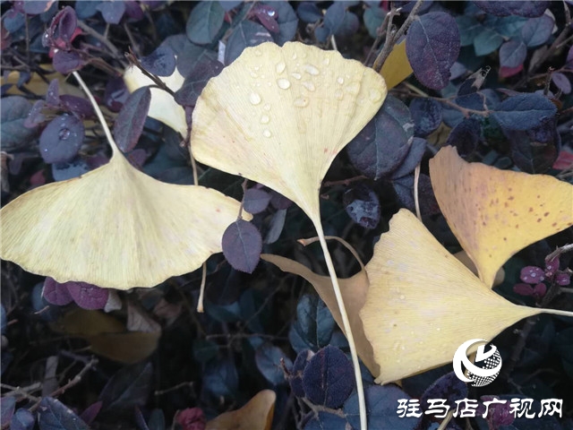 銀杏黃葉飄 賞景好時節