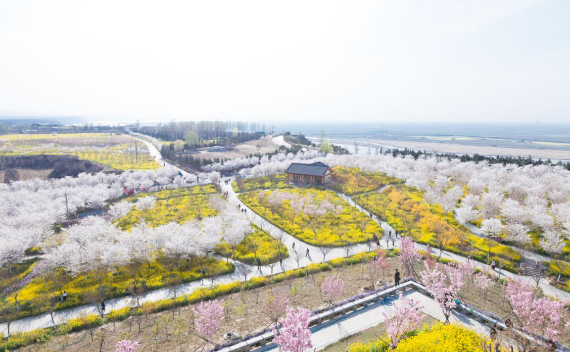“好春光鄭向上·2021老家河南美好春游季”（古柏渡站） 暨河南滎陽古柏渡第六屆黃河櫻花節啟幕