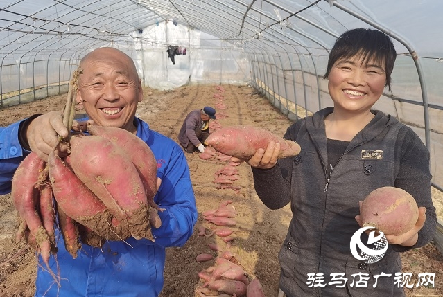 駐馬店驛城區：多產穩增收 拓展致富路