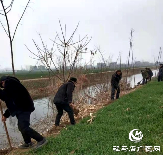 新蔡縣化莊鄉：植樹造林添新綠