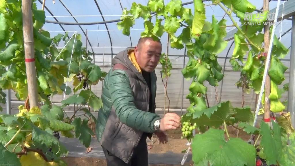 奮進新征程 建功新時代丨穩產業促就業 促進鄉村振興“加速跑”