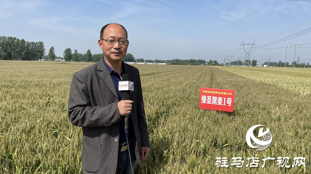 噸源種業黑色小麥觀摩會成功召開