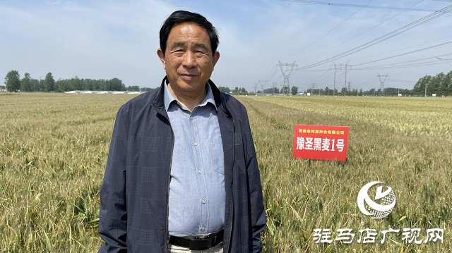 噸源種業黑色小麥觀摩會成功召開