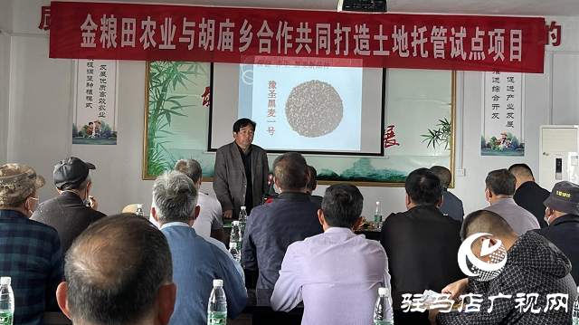 噸源種業黑色小麥觀摩會成功召開